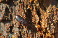 Cerylonidae
