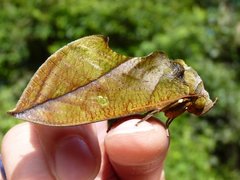 Eudocima sikhimensis