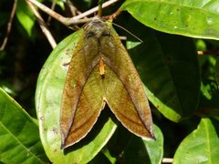 Eudocima sikhimensis