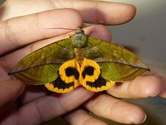 Eudocima sikhimensis