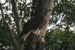 Haliaeetus ichthyaetus