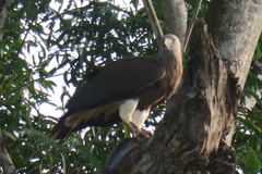 Haliaeetus ichthyaetus