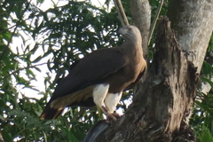 Haliaeetus ichthyaetus