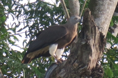 Haliaeetus ichthyaetus