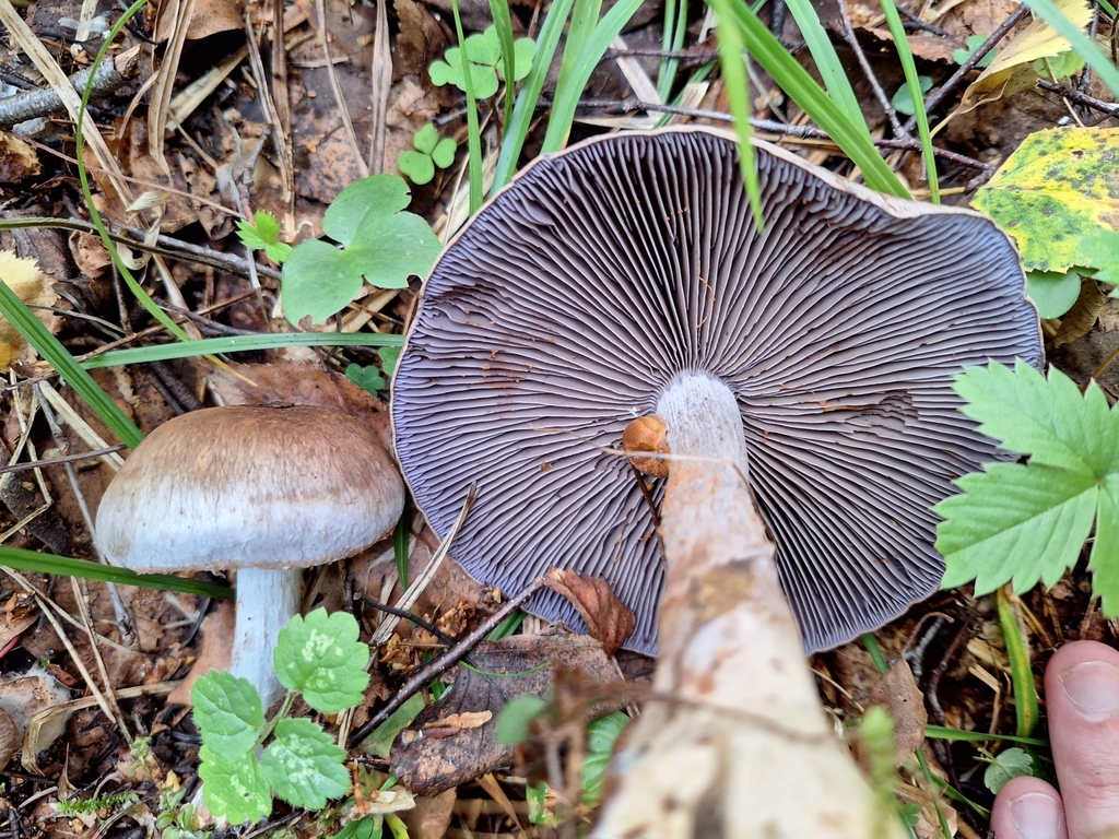 Phlegmacium boreicyanites