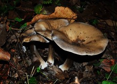 Infundibulicybe gigas