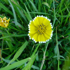 Layia platyglossa