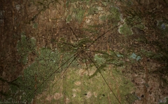 Neopantopsalis pentheter