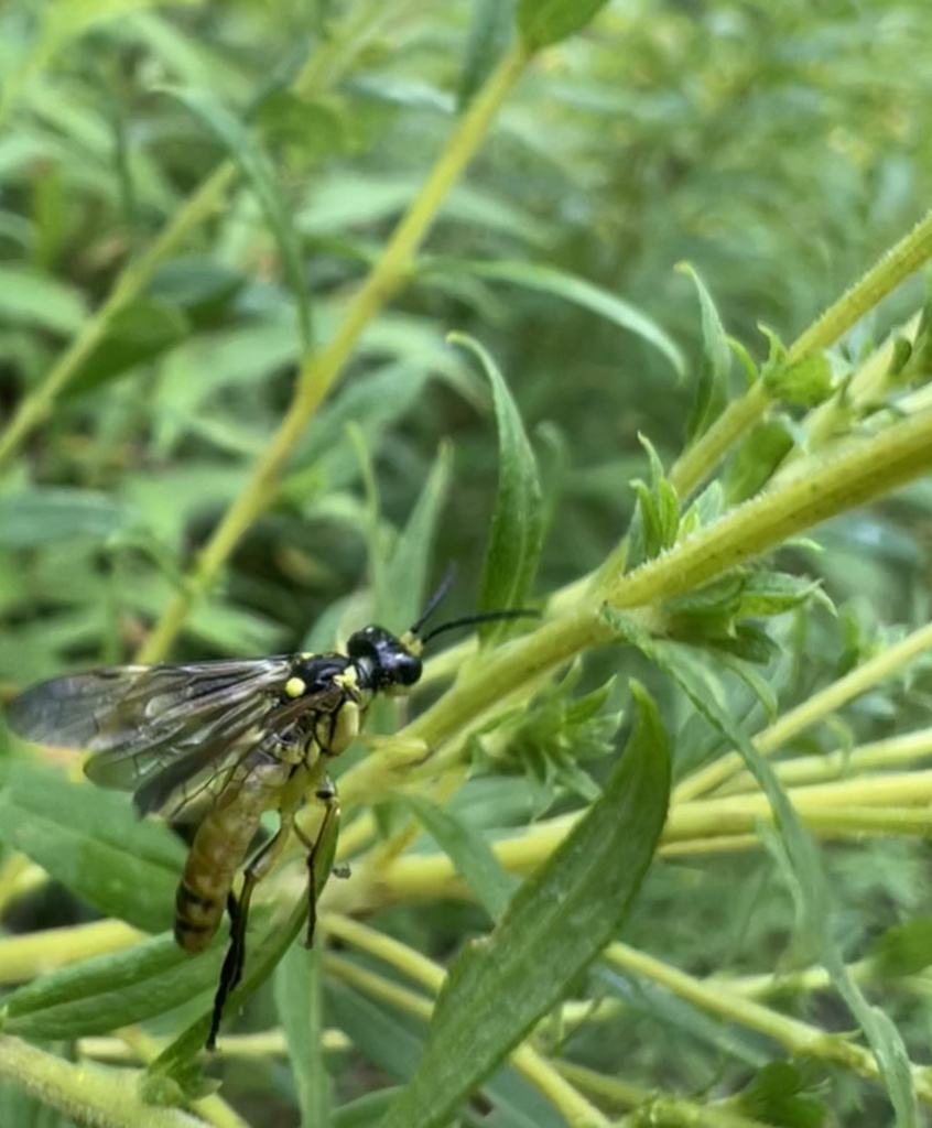 Tenthredo basilaris from SUNY College of Environmental Science and ...