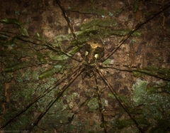 Neopantopsalis pentheter