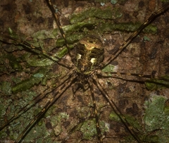 Neopantopsalis pentheter
