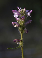 Pedicularis sudetica interior