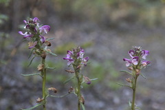 Pedicularis sudetica interior