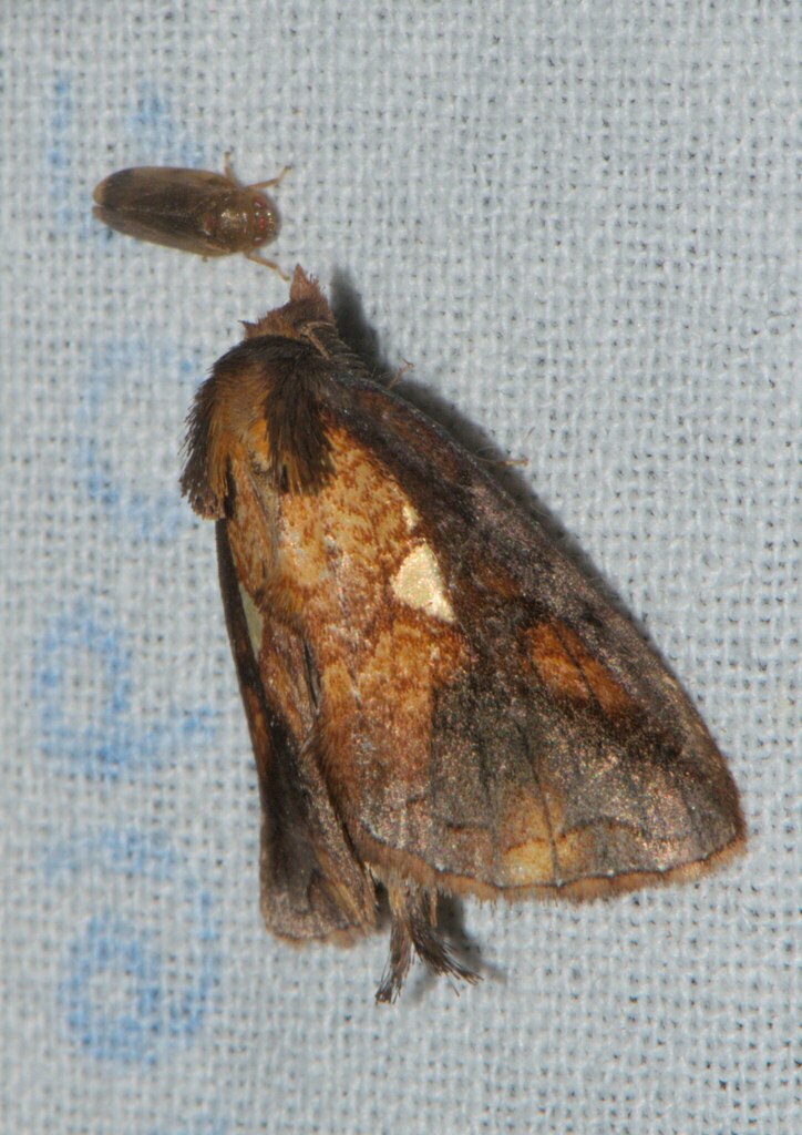 Rosama plusioides