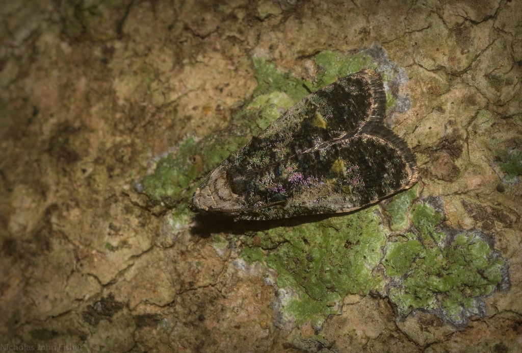 Tropical Fruitworm Moths