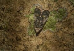 Copromorpha lichenitis