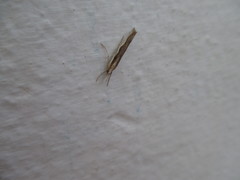 Agriphila trabeatellus