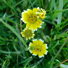 Layia platyglossa