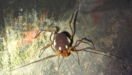 Erginulus roeweri