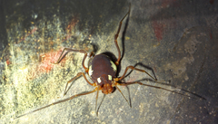 Erginulus roeweri