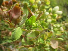 Misumena spinifera
