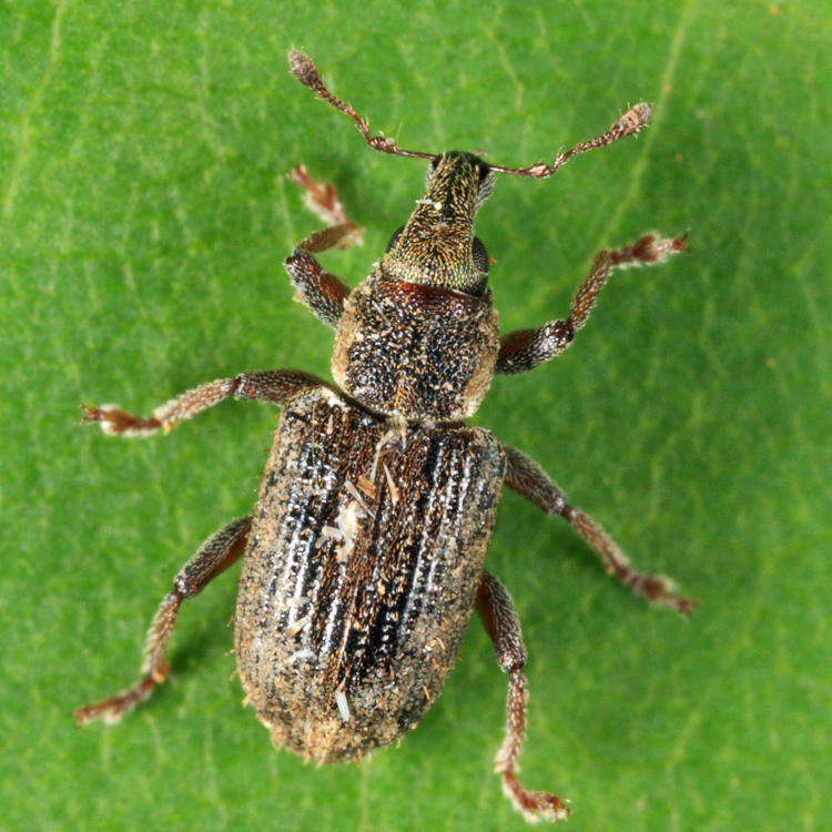 Listronotus maculicollis