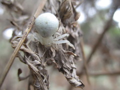Misumena spinifera