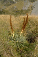 Aciphylla colensoi