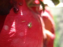 Nigma puella