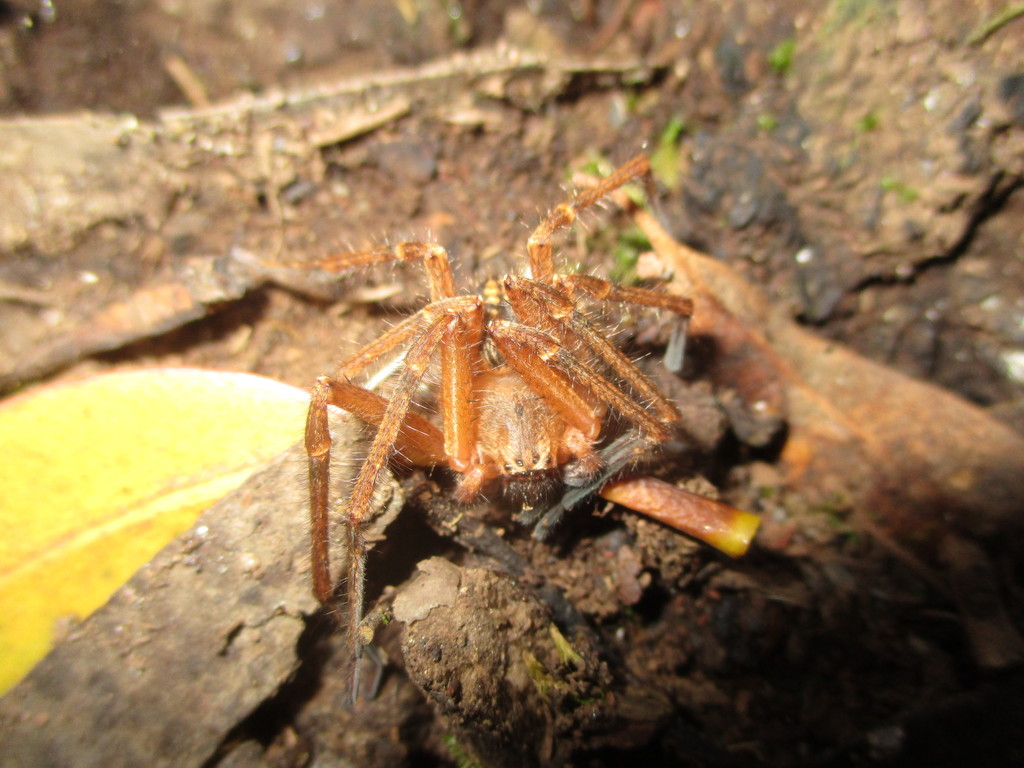 Olios canariensis
