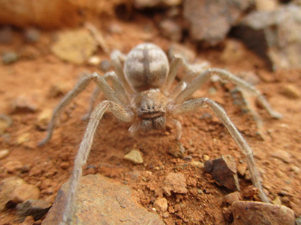Cerbalus verneaui