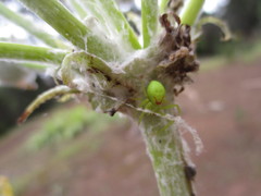 Misumena spinifera