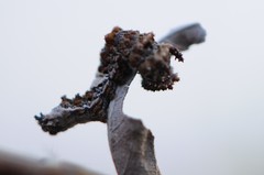 Limenitis