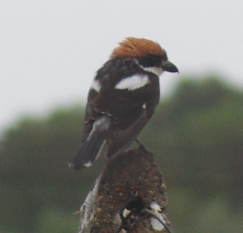 Pie-grièche à tête rousse