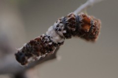 Limenitis