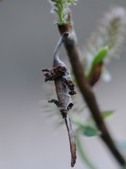 Limenitis