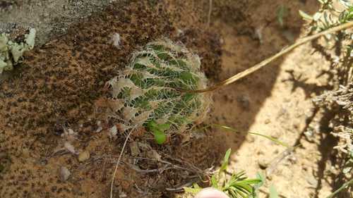 Haworthia decipiens Poelln. 4