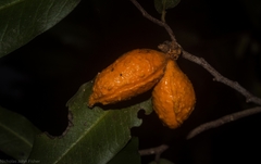 Meiogyne stenopetala