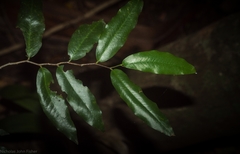 Meiogyne stenopetala