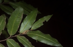 Meiogyne stenopetala