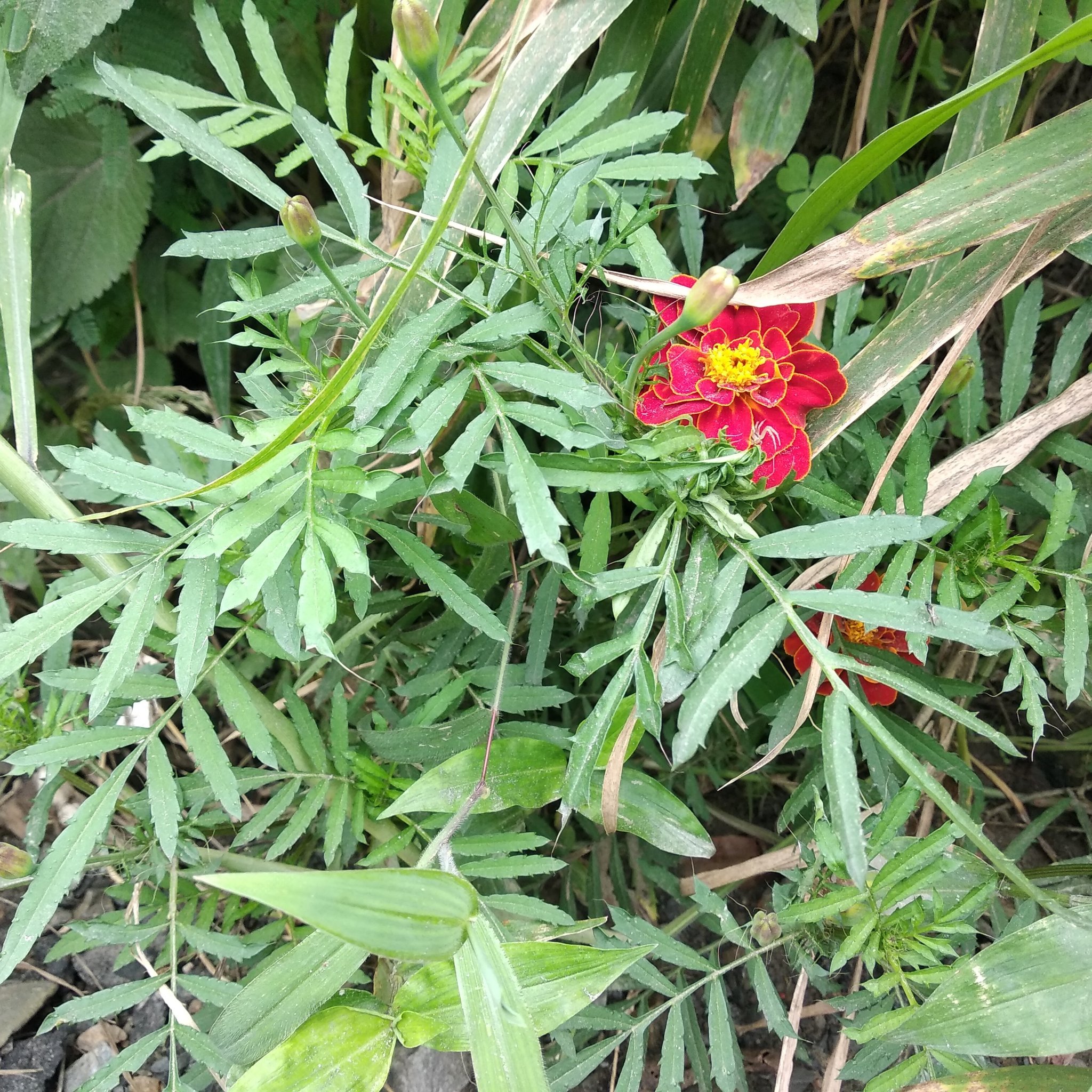 Tagetes erecta image