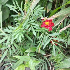 Tagetes patula