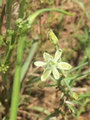 Albuca prasina