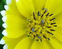 Layia platyglossa
