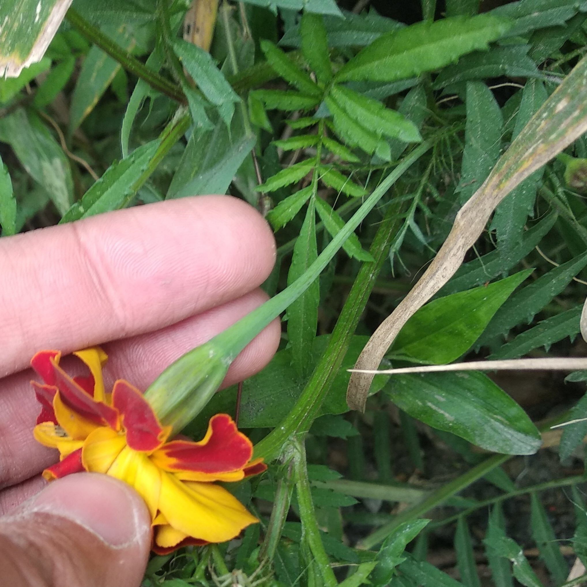 Tagetes erecta image