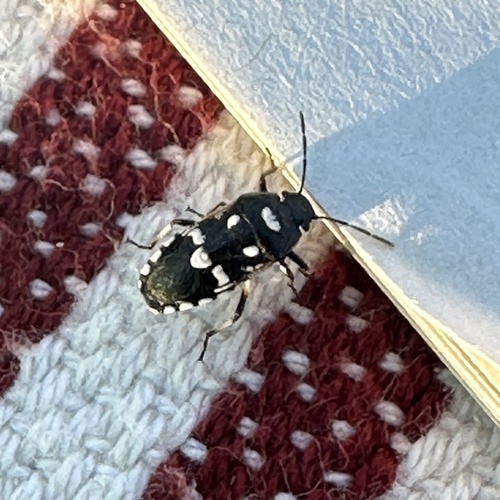 Neostrachia bisignata