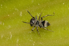 Mexcala
