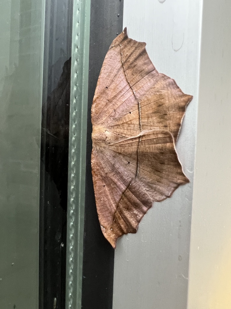 Large maple spanworm moth from suny college of environmental science