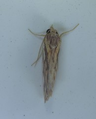 Meyrickella torquesauria