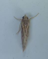 Meyrickella torquesauria